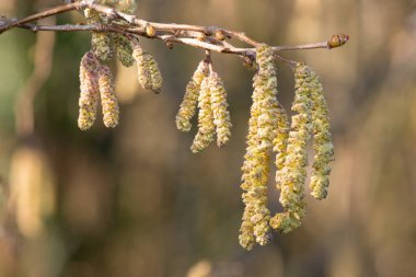 Hazel 'da (Corylus avellana) yetişkin erkek kedi yavrularına yaklaş