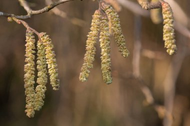 Hazel 'da (Corylus avellana) yetişkin erkek kedi yavrularına yaklaş
