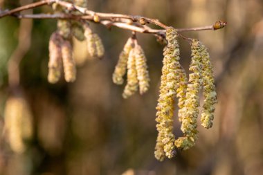 Hazel 'da (Corylus avellana) yetişkin erkek kedi yavrularına yaklaş
