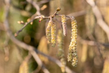 Hazel 'da (Corylus avellana) yetişkin erkek kedi yavrularına yaklaş