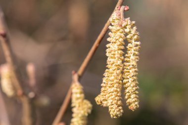 Hazel 'da (Corylus avellana) yetişkin erkek kedi yavrularına yaklaş