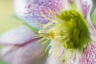 Çiçek açmış pembe ve beyaz bir kaya çeliği çiçeğine yaklaş