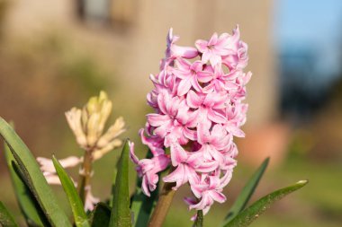 Çiçek açan pembe bir sümbül (hyacinthus orientalis) çiçeğini kapat