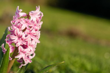 Çiçek açan pembe bir sümbül (hyacinthus orientalis) çiçeğini kapat