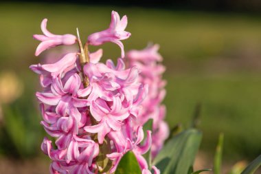 Çiçek açan pembe bir sümbül (hyacinthus orientalis) çiçeğini kapat