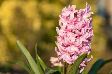 Çiçek açan pembe bir sümbül (hyacinthus orientalis) çiçeğini kapat