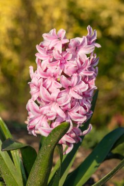 Çiçek açan pembe bir sümbül (hyacinthus orientalis) çiçeğini kapat