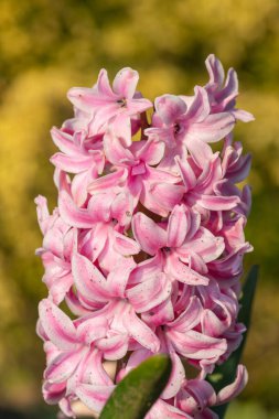 Çiçek açan pembe bir sümbül (hyacinthus orientalis) çiçeğini kapat