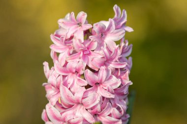 Çiçek açan pembe bir sümbül (hyacinthus orientalis) çiçeğini kapat