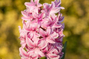 Çiçek açan pembe bir sümbül (hyacinthus orientalis) çiçeğini kapat
