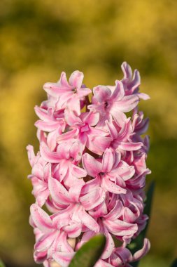 Çiçek açan pembe bir sümbül (hyacinthus orientalis) çiçeğini kapat