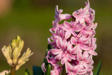 Çiçek açan pembe bir sümbül (hyacinthus orientalis) çiçeğini kapat
