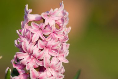 Çiçek açan pembe bir sümbül (hyacinthus orientalis) çiçeğini kapat