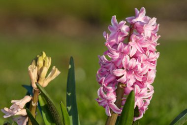 Çiçek açan pembe bir sümbül (hyacinthus orientalis) çiçeğini kapat