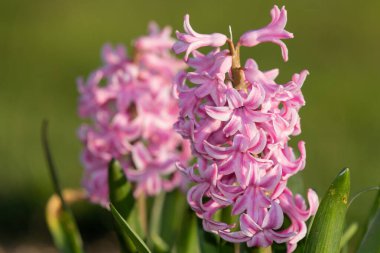 Çiçek açan pembe bir sümbül (hyacinthus orientalis) çiçeğini kapat