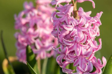 Çiçek açan pembe bir sümbül (hyacinthus orientalis) çiçeğini kapat