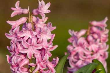 Çiçek açan pembe bir sümbül (hyacinthus orientalis) çiçeğini kapat
