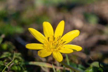 Daha küçük bir selandin (ficaria verna) çiçeğinin makro çekimi