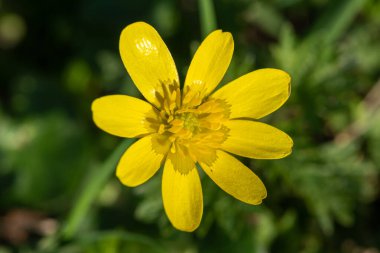 Daha küçük bir selandin (ficaria verna) çiçeğinin makro çekimi