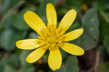 Daha küçük bir selandin (ficaria verna) çiçeğinin makro çekimi