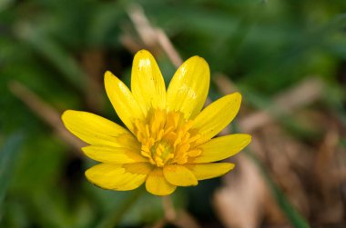 Daha küçük bir selandin (ficaria verna) çiçeğinin makro çekimi