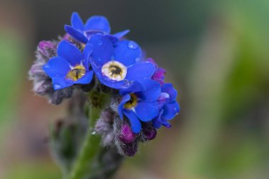 Macro shot. Unutma beni. Çiçekler açmasın.