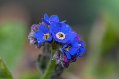Macro shot. Unutma beni. Çiçekler açmasın.