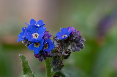 Macro shot. Unutma beni. Çiçekler açmasın.