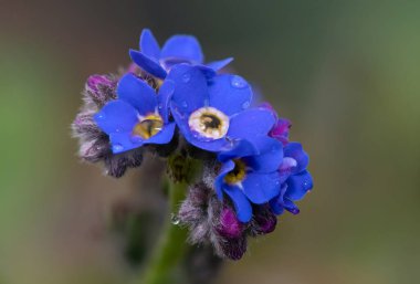 Macro shot. Unutma beni. Çiçekler açmasın.