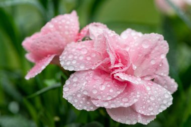 Su damlacıklarıyla kaplı pembe dianthus çiçeklerini kapatın.