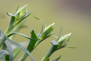 Dianthus tomurcuklarını kapat