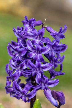 Çiçek açan bir mor sümbül (sümbül orientalis) çiçeğini kapat