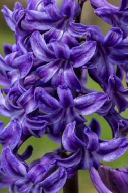 Çiçek açan bir mor sümbül (sümbül orientalis) çiçeğini kapat