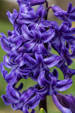 Çiçek açan bir mor sümbül (sümbül orientalis) çiçeğini kapat