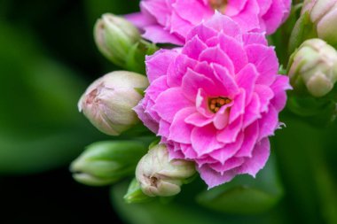 Madagaskar dullarının Macro çekimi heyecan verici (kalanchoe blossfeldiana) çiçekler