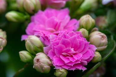 Madagaskar dullarının Macro çekimi heyecan verici (kalanchoe blossfeldiana) çiçekler