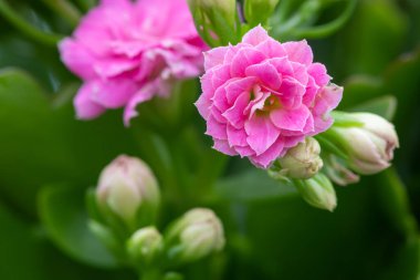 Madagaskar dullarının Macro çekimi heyecan verici (kalanchoe blossfeldiana) çiçekler