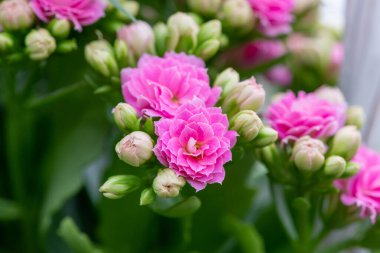 Madagaskar dullarının Macro çekimi heyecan verici (kalanchoe blossfeldiana) çiçekler