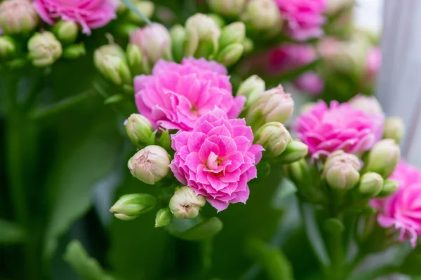 Madagaskar dullarının Macro çekimi heyecan verici (kalanchoe blossfeldiana) çiçekler