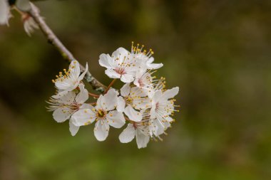 Çiçek açmış beyaz kiraz çiçeklerine yaklaş