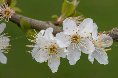 Çiçek açmış beyaz kiraz çiçeklerine yaklaş