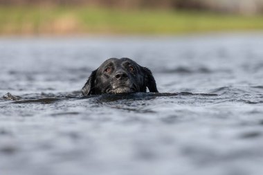 Suda yüzen siyah bir Labrador 'un kafa görüntüsü.