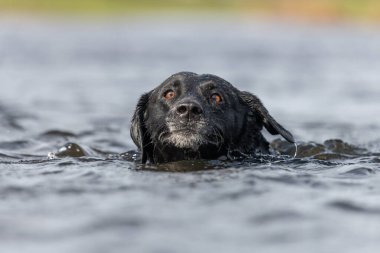 Suda yüzen siyah bir Labrador 'un kafa görüntüsü.