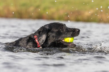 Ağzında tenis topuyla suda yüzen siyah bir Labrador 'un kafa görüntüsü.
