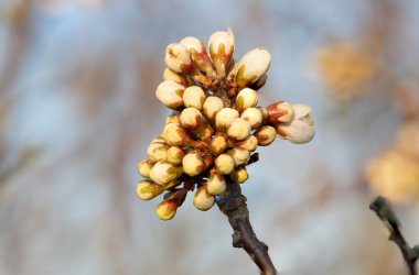 Blackthorn (prunus spinosa) bitkisindeki tomurcukların makro çekimi