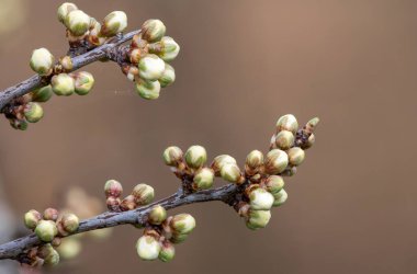 Blackthorn (prunus spinosa) bitkisindeki tomurcukların makro çekimi