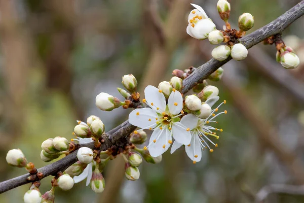 Blackthorn 'un Macro çekimi (prunus spinosa) çiçek açtı