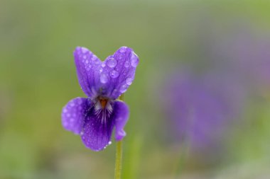 Çiy damlacıklarıyla kaplı bir İngiliz menekşesinin (viyola odorata) makro çekimi