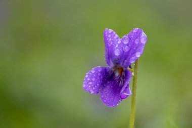 Çiy damlacıklarıyla kaplı bir İngiliz menekşesinin (viyola odorata) makro çekimi