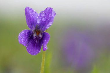 Çiy damlacıklarıyla kaplı bir İngiliz menekşesinin (viyola odorata) makro çekimi
